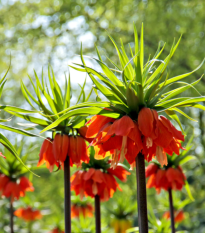 Korunkovka kráľovská William Rex - Fritillaria Imperialis - predaj cibuľovín - 1 ks