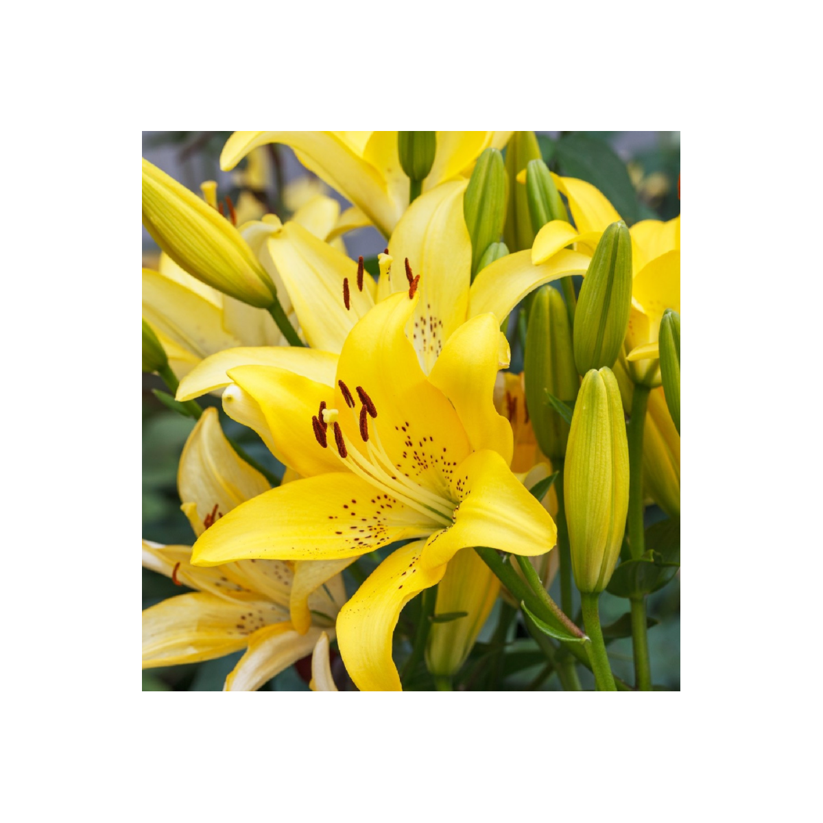 Ľalia Yellow Tiger - Lilium Lancifolium - predaj cibuľovín - 1 ks