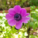 Sasanka Sylphide - Anemone sylphide - predaj cibuľovín - 3 ks