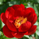 Pivonka Patio Moscow - Paeonia lactiflora - predaj cibuľovín - 1 ks