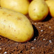 Sadbové zemiaky Carrera - Solanum tuberosum - žlté veľmi skoré - 5 kg