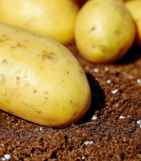 Sadbové zemiaky Carrera - Solanum tuberosum - žlté veľmi skoré - 5 kg