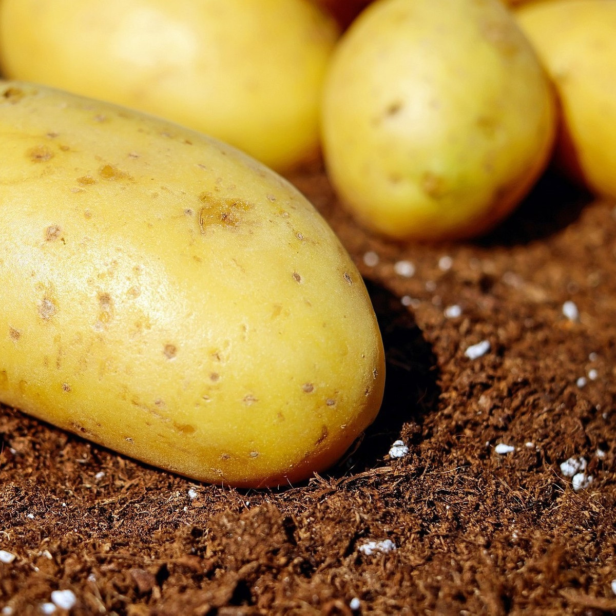 Sadbové zemiaky Carrera - Solanum tuberosum - žlté veľmi skoré - 5 kg