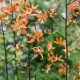 Ľalia Martagon Orange Marmelade - Lilium martagon - predaj cibuľovín - 1 ks