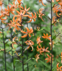 Ľalia Martagon Orange Marmelade - Lilium martagon - predaj cibuľovín - 1 ks