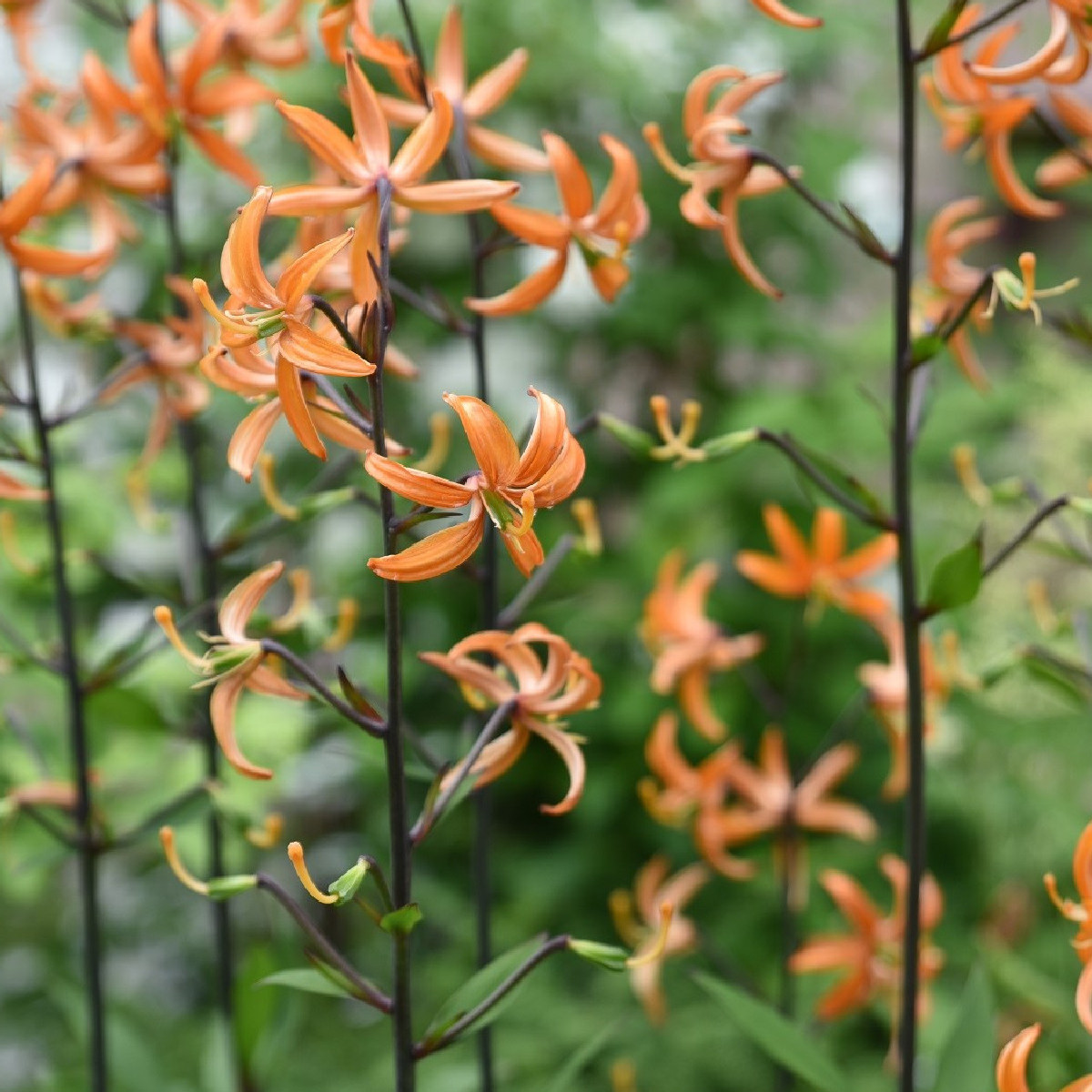 Ľalia Martagon Orange Marmelade - Lilium martagon - predaj cibuľovín - 1 ks