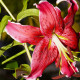 Ľalia Black Beauty - Lilium x hybridum - predaj cibuľovín - 1 ks