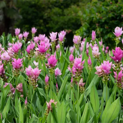 Kurkuma ružová - Curcuma alismatifolia - predaj cibuľovín - 1 ks