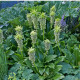 Chocholka - Eucomis bicolor - predaj cibuľovín - 1 ks