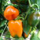 Paprika F1 Kubista ročná - Capsicum annuum - semiačka - 10 ks
