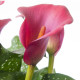 Kala Red alert -  Zantedeschia - predaj cibuľovín - 1 ks
