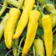 Paprika Sladký banán - Capsicum annuum - semiačka - 9 ks