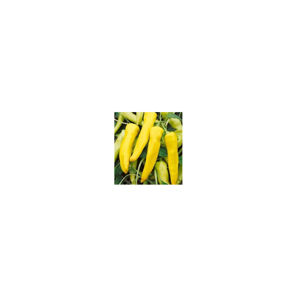 Paprika Sladký banán - Capsicum annuum - semiačka - 9 ks