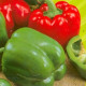 Paprika Yolo Wonder - Capsicum annuum -semiačka - 20 ks