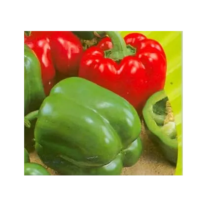 Paprika Yolo Wonder - Capsicum annuum -semiačka - 20 ks
