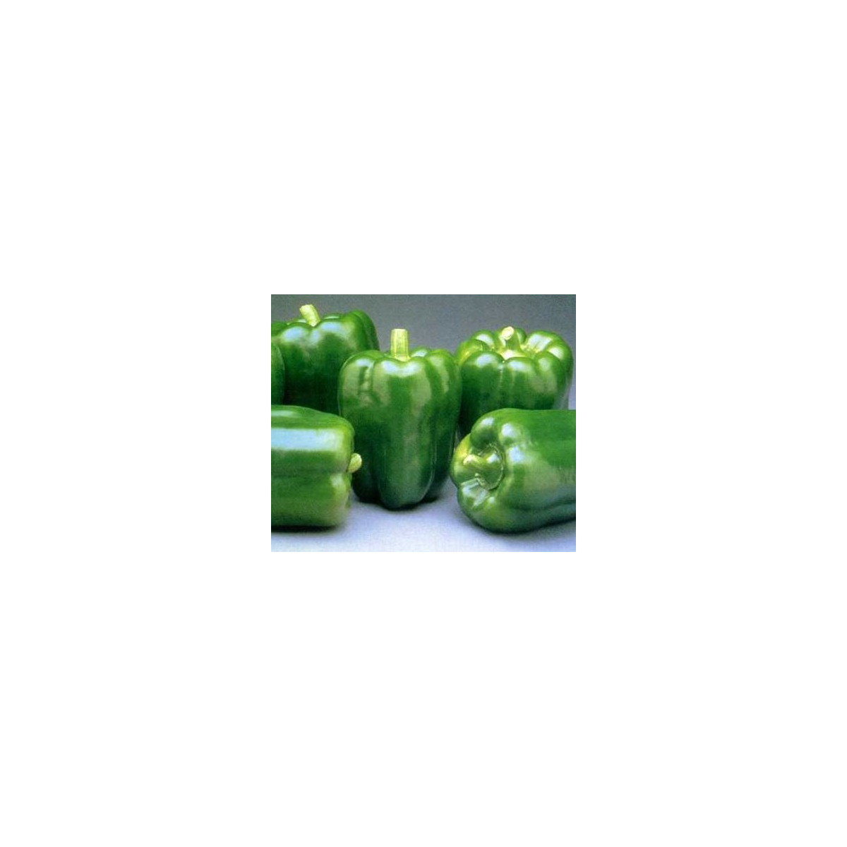 Paprika California Wonder - Capsicum annuum -semiačka - 20 ks