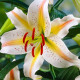 Ľalia Garden Party - Lilium - predaj cibuľovín - 1 ks