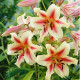 Ľalia Lavon - Lilium - predaj cibuľovín - 1 ks