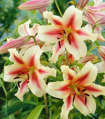 Ľalia Lavon - Lilium - predaj cibuľovín - 1 ks