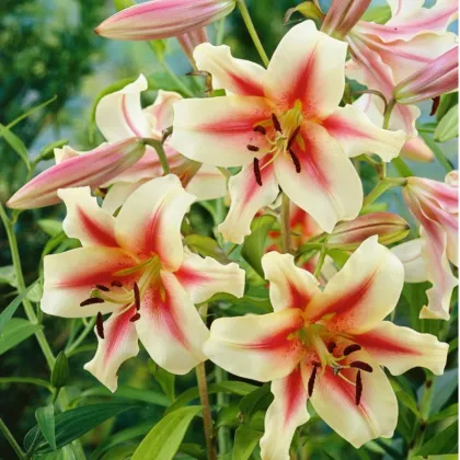 Ľalia Lavon - Lilium - predaj cibuľovín - 1 ks