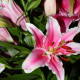 Ľalia Garden Pleasure - Lilium x hybridum - predaj cibuľovín - 1 ks
