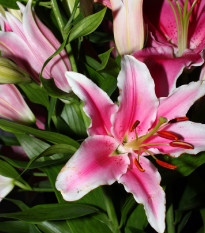 Ľalia Garden Pleasure - Lilium x hybridum - predaj cibuľovín - 1 ks