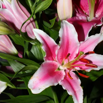 Ľalia Garden Pleasure - Lilium x hybridum - predaj cibuľovín - 1 ks