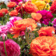 Iskerník zmes - Ranunculus - predaj cibuľovín - 3 ks