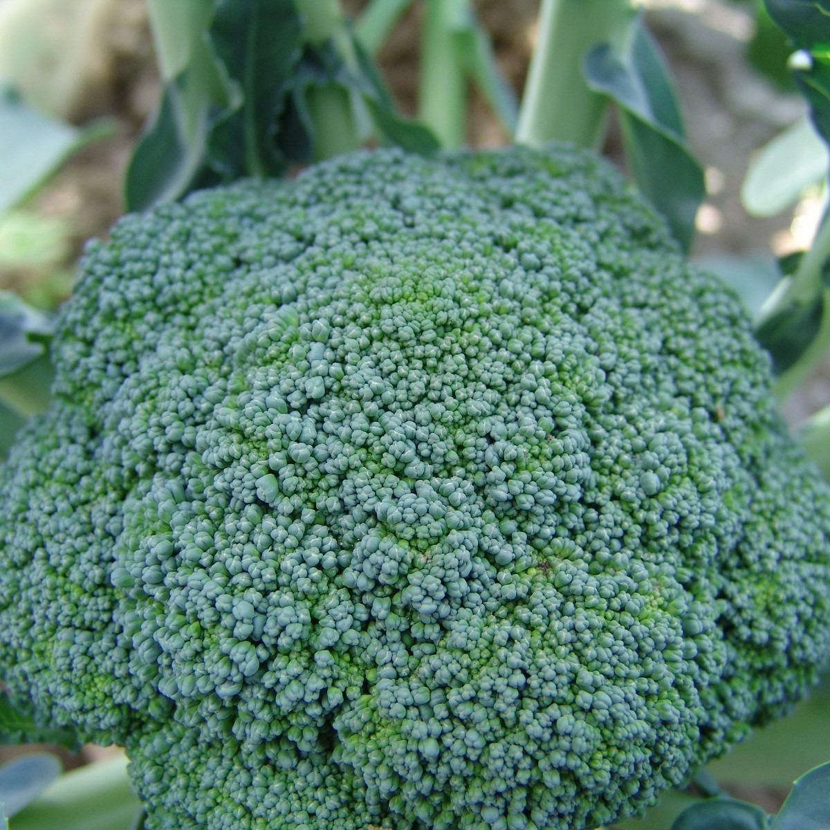 Brokolica Limba - Brassica oleracea L. - predaj semien brokolice - 50 ks