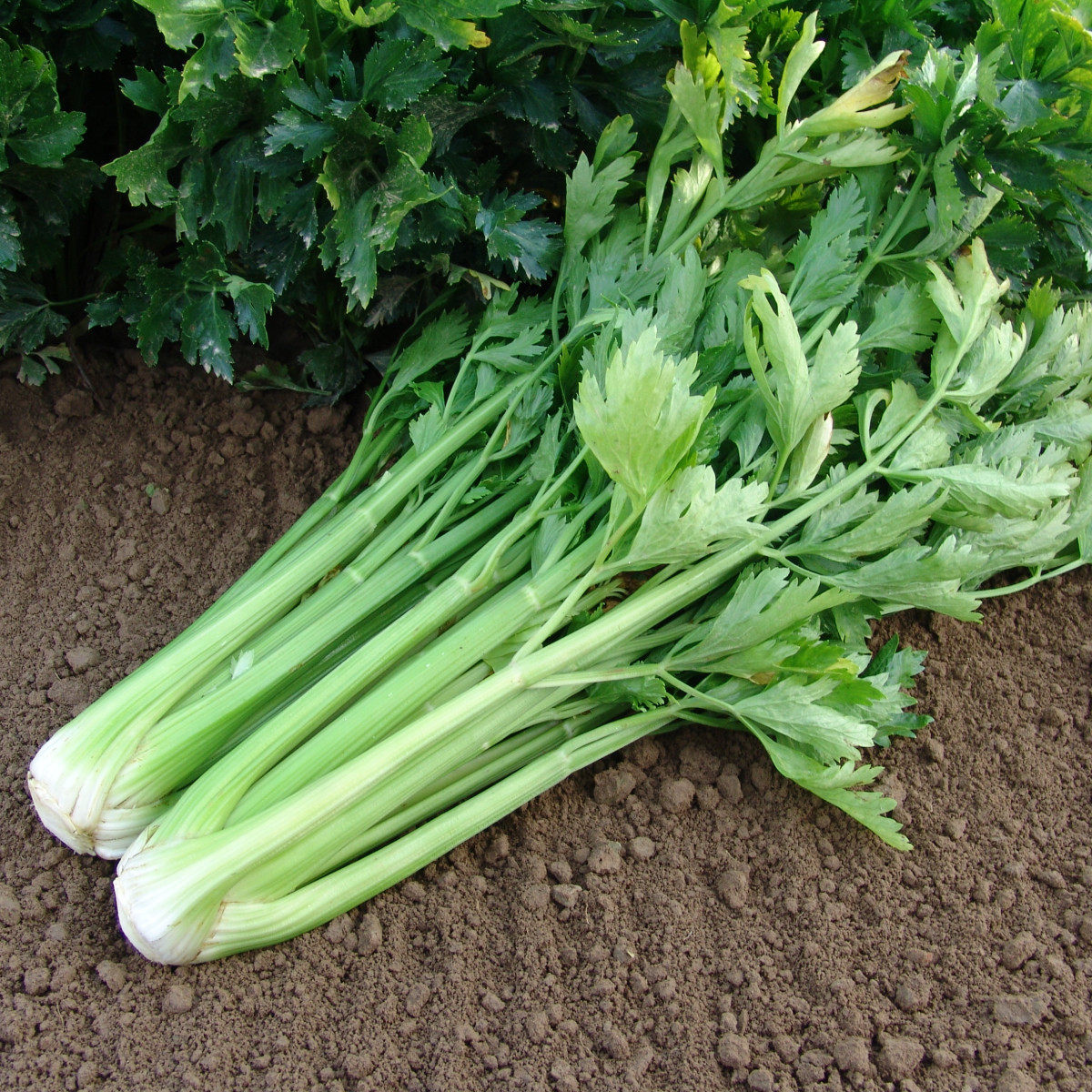 Zeler stopkatý Malachit - Apium graveolens - semiačka - 0,7 g