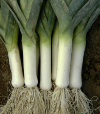 Pór zimný Winner - Allium porrum - semená - 300 ks