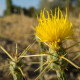 Nevädza lúčna žltá - Centaurea cyanus - predaj semien - 0,25 g