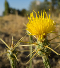 Nevädza lúčna žltá - Centaurea cyanus - predaj semien - 0,25 g