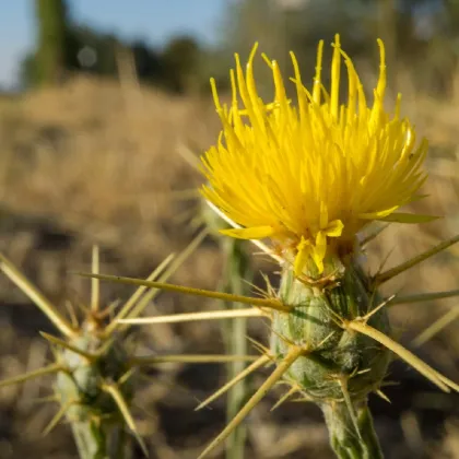 Nevädza lúčna žltá - Centaurea cyanus - predaj semien - 0,25 g