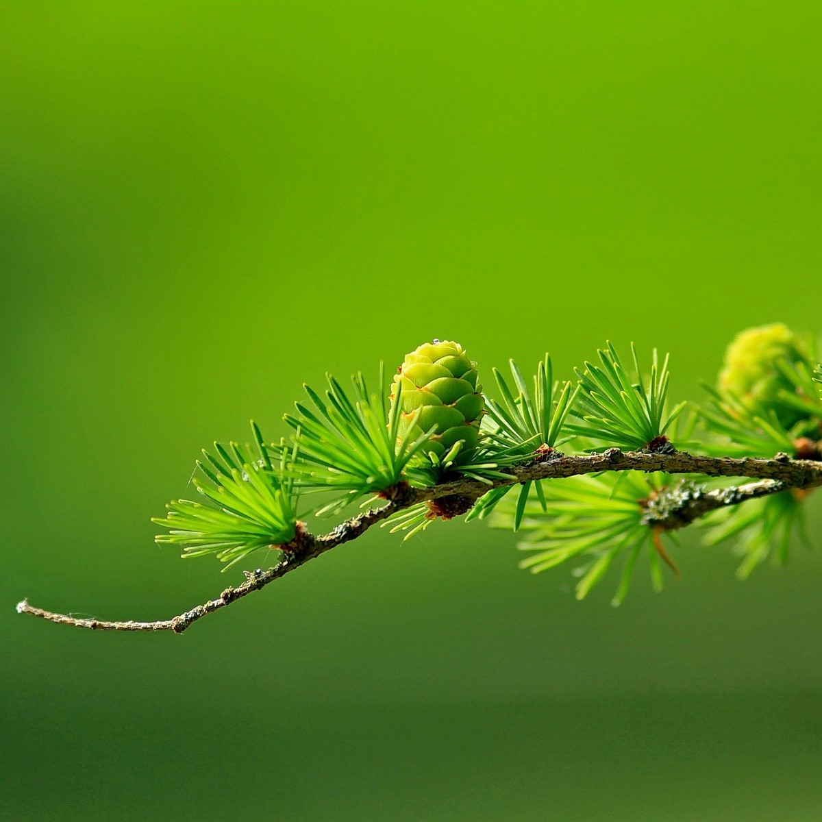 Smrekovec opadavý - Larix decidua - predaj semien - 10 ks