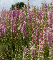 Ostrôžka Qis Rose - Delphinium consolida - predaj semien - 100 ks