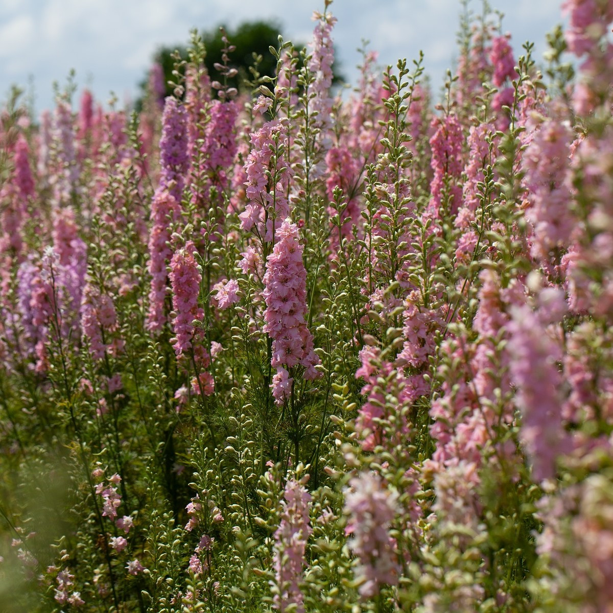 Ostrôžka Qis Rose - Delphinium consolida - predaj semien - 100 ks