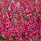Ostrôžka Carmine King - Delphinium imperialis - predaj semien - 100 ks