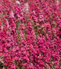 Ostrôžka Carmine King - Delphinium imperialis - predaj semien - 100 ks