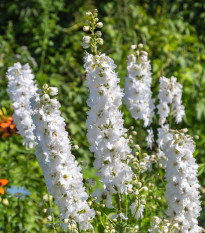 Ostrôžka poľná biela - Delphinium consolida - predaj semien - 100 ks