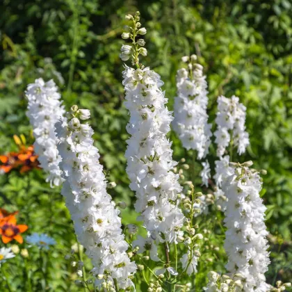 Ostrôžka poľná biela - Delphinium consolida - predaj semien - 100 ks