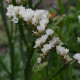 Limonka zohnutá biela - Limonium sinuatum - predaj semien - 30 ks