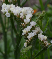 Limonka zohnutá biela - Limonium sinuatum - predaj semien - 30 ks
