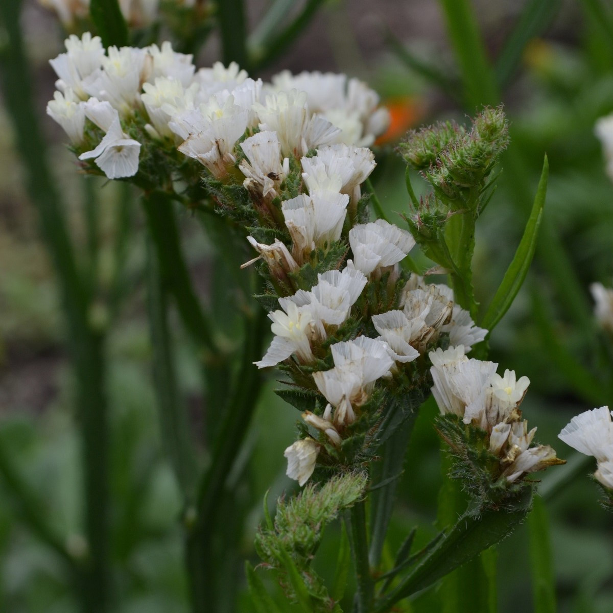 Limonka zohnutá biela - Limonium sinuatum - predaj semien - 30 ks