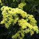 Limonka zohnutá žltá - Limonium sinuatum - predaj semien - 30 ks