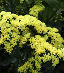 Limonka zohnutá žltá - Limonium sinuatum - predaj semien - 30 ks