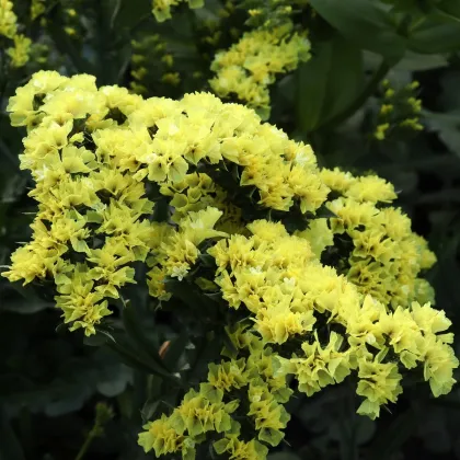 Limonka zohnutá žltá - Limonium sinuatum - predaj semien - 30 ks