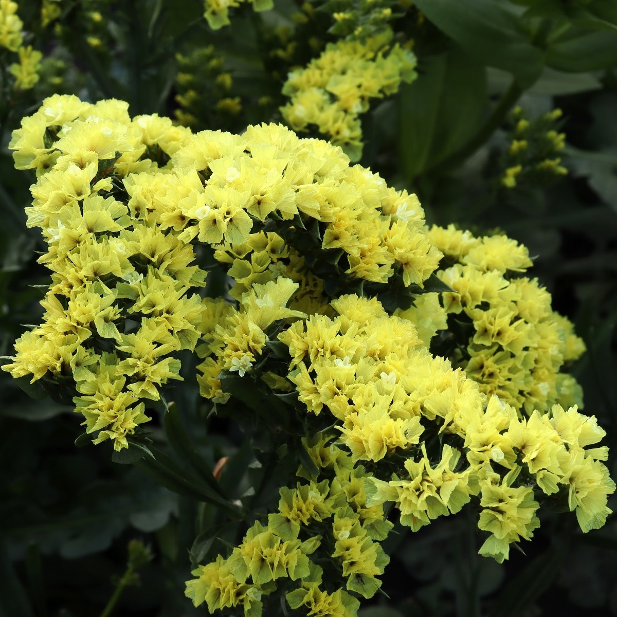 Limonka zohnutá žltá - Limonium sinuatum - predaj semien - 30 ks