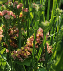 Limonka zohnutá apricot - Limonium sinuatum - predaj semien - 30 ks