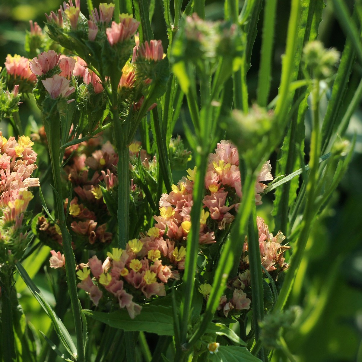 Limonka zohnutá apricot - Limonium sinuatum - predaj semien - 30 ks